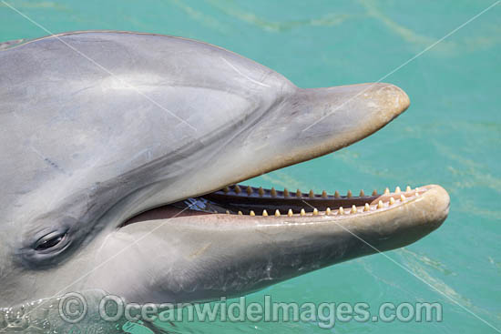 Atlantic Bottlenose Dolphin photo Atlantic Bottlenose Dolphin photo