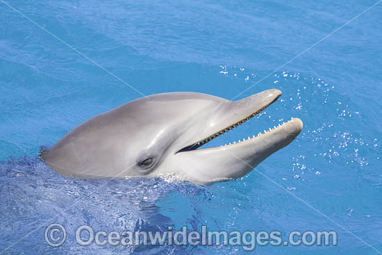 Atlantic Bottlenose Dolphin photo Atlantic Bottlenose Dolphin photo
