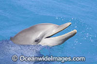 Atlantic Bottlenose Dolphin Photo - David Fleetham
