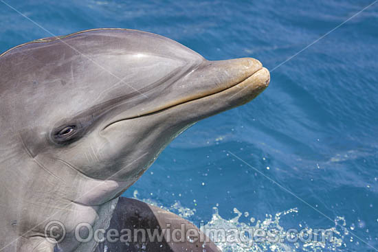 Atlantic Bottlenose Dolphin photo Atlantic Bottlenose Dolphin photo