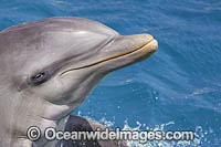 Atlantic Bottlenose Dolphin Photo - David Fleetham