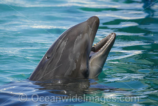 Atlantic Bottlenose Dolphin photo Atlantic Bottlenose Dolphin photo