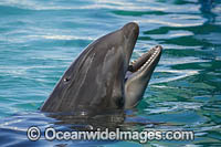 Atlantic Bottlenose Dolphin Photo - David Fleetham