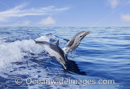 Pantropical Spotted Dolphin photo Pantropical Spotted Dolphin photo