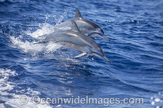 Spinner Dolphins photo Spinner Dolphins photo