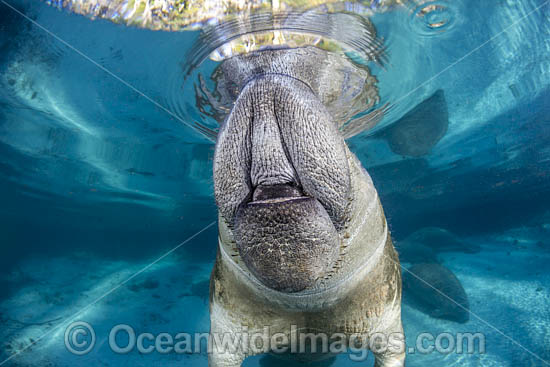Florida Manatee photo Florida Manatee photo