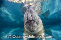 Florida Manatee Photo - David Fleetham