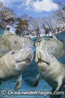Florida Manatee Photo - David Fleetham
