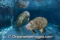 Florida Manatee Photo - David Fleetham