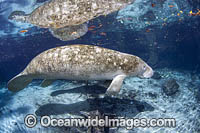 Florida Manatee Photo - David Fleetham