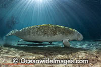 Florida Manatee Photo - David Fleetham