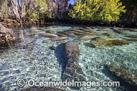 Florida Manatee Photo - David Fleetham