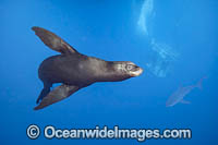 California Sea Lion Photo - David Fleetham