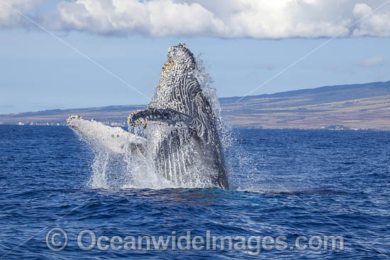 Humpback Whale Breaching photo Humpback Whale Breaching photo