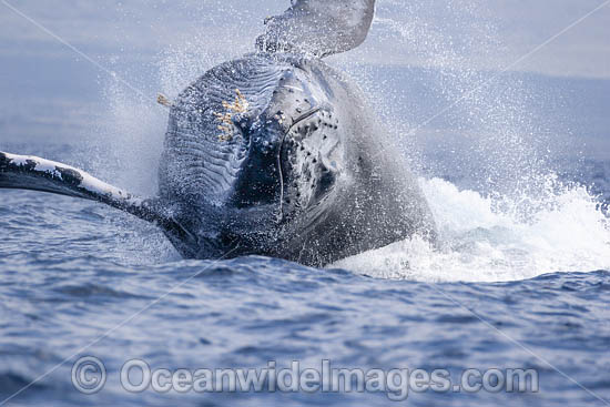 Humpback Whale Breaching photo Humpback Whale Breaching photo