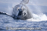 Humpback Whale Breaching Photo - David Fleetham