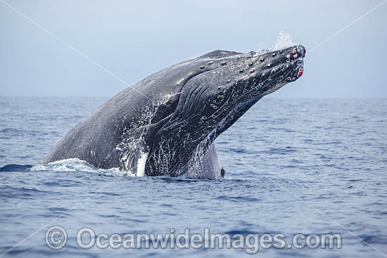 Humpback Whale Breaching photo Humpback Whale Breaching photo
