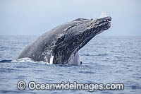 Humpback Whale Breaching Photo - David Fleetham