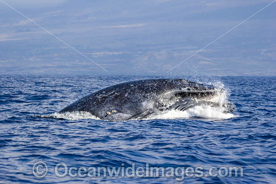 Humpback Whale Breaching photo Humpback Whale Breaching photo