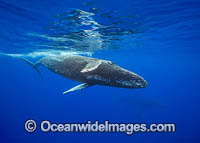 Humpback Whale underwater Photo - David Fleetham