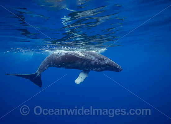 Humpback Whale underwater photo Humpback Whale underwater photo