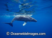 Humpback Whale underwater Photo - David Fleetham