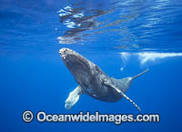 Humpback Whale underwater Photo - David Fleetham