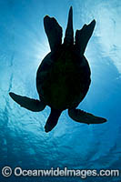 Green Turtle Photo - David Fleetham