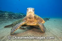 Green Turtle Photo - David Fleetham