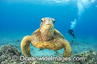 Green Turtle Photo - David Fleetham