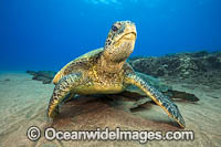 Green Turtle Photo - David Fleetham
