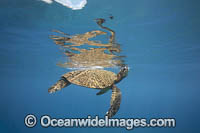 Green Turtle Photo - David Fleetham