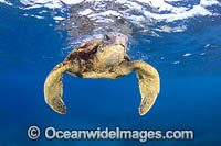 Green Turtle Photo - David Fleetham