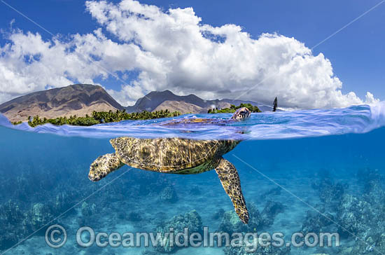 Green Turtle photo Green Turtle photo