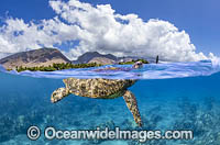 Green Turtle Photo - David Fleetham