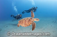 Scuba Diver and Green Turtle Photo - David Fleetham