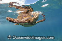 Green Turtle Photo - David Fleetham
