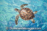 Green Turtle Photo - David Fleetham
