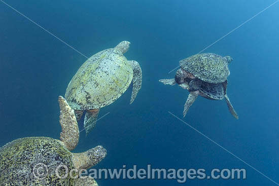 Green Turtle pair photo