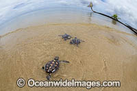 Newly hatched Green Turtle Photo - David Fleetham
