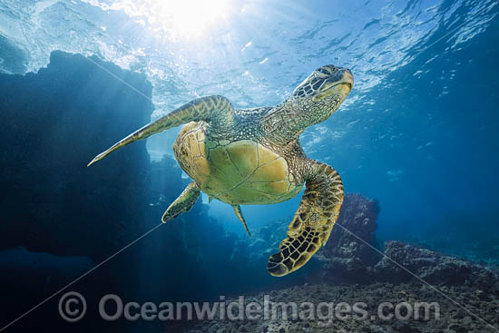 Green Turtle photo