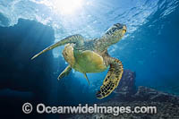 Green Turtle Photo - David Fleetham