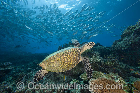 Hawksbill Sea Turtle photo Hawksbill Sea Turtle photo