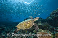 Hawksbill Sea Turtle Photo - David Fleetham