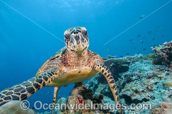 Hawksbill Sea Turtle photo Hawksbill Sea Turtle photo
