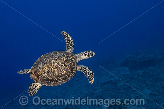 Hawksbill Sea Turtle photo Hawksbill Sea Turtle photo