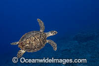 Hawksbill Sea Turtle Photo - David Fleetham