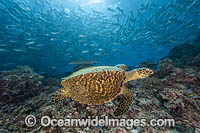 Hawksbill Sea Turtle Photo - David Fleetham