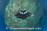 Reef Manta Ray Photo - David Fleetham