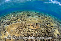 Coral Reef Scene Photo - David Fleetham